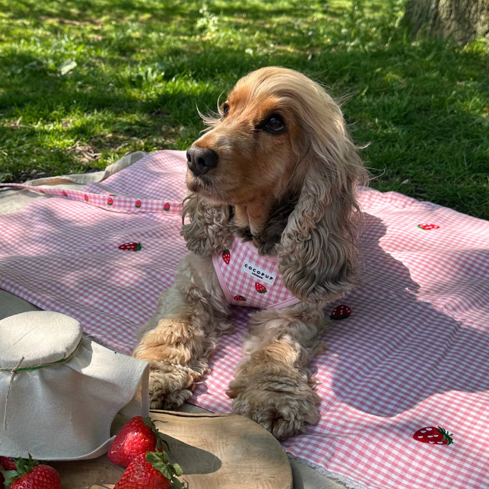 Strawberry Picnic Pup Adjustable Neck Harness, Lead & Collar Bundle