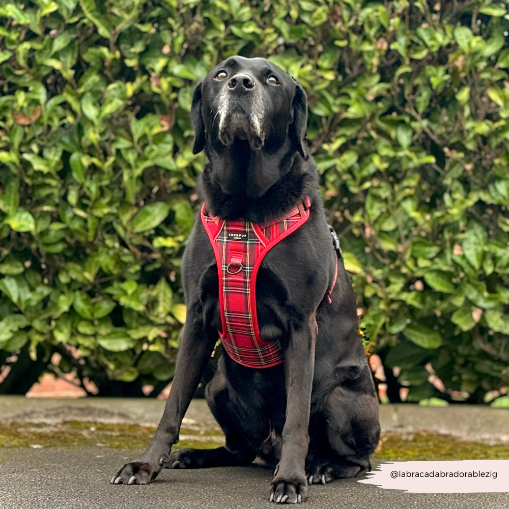 Explore Harness - Tartan