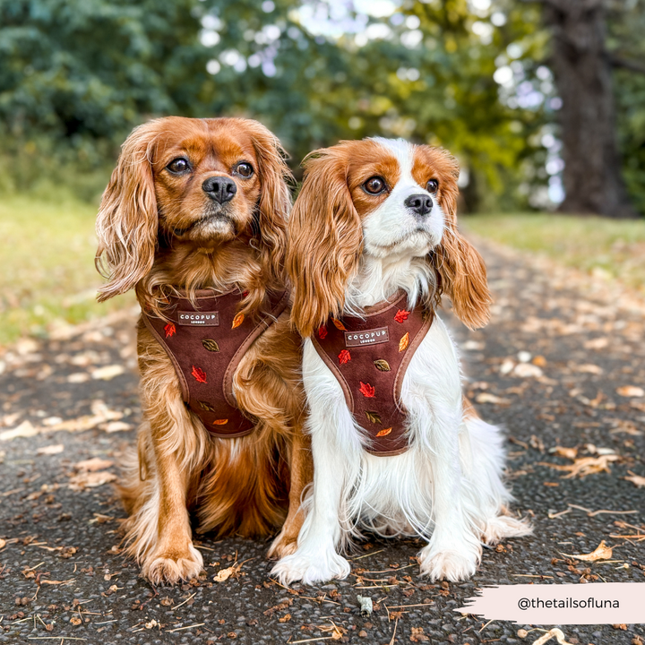 Pawtumn Leaves Adjustable Neck HARNESS