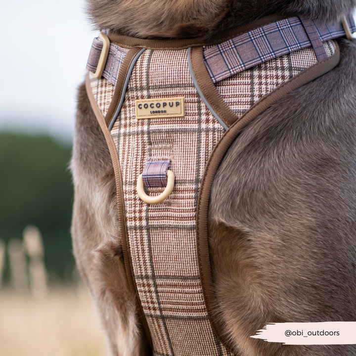 Explore Harness - Pup Plaid