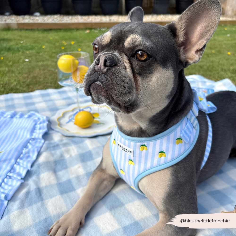 Living La Vida Lemon Adjustable Neck HARNESS