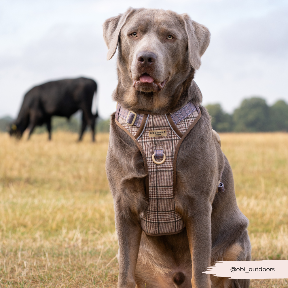 Explore Harness - Pup Plaid