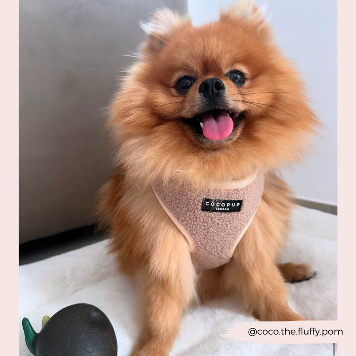 Teddy Adjustable Neck Harness - Rupert