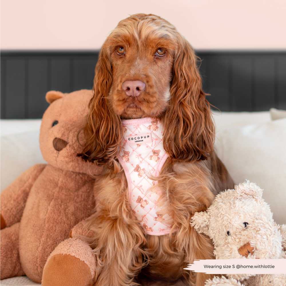 Quilted Thea Teddy Adjustable Neck Harness, Lead & Collar Bundle