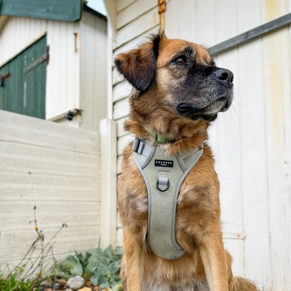 Explore Harness - Sage Tweed