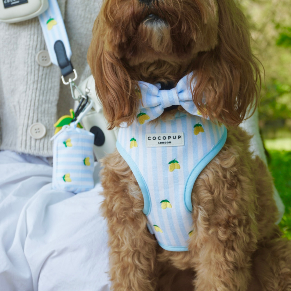 Living La Vida Lemon Bow Tie