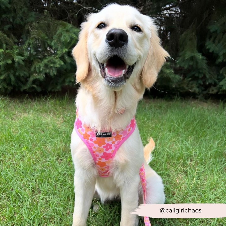 A happy Golden Retriever sits on the grass wearing a Summer Bloom Adjustable Neck Harness, Lead & Collar Bundle by Cocopup London. The dog is looking towards the camera with a joyful expression. Trees and greenery are in the background. The image has a watermark in the bottom right corner that reads "@caligirlchaos".