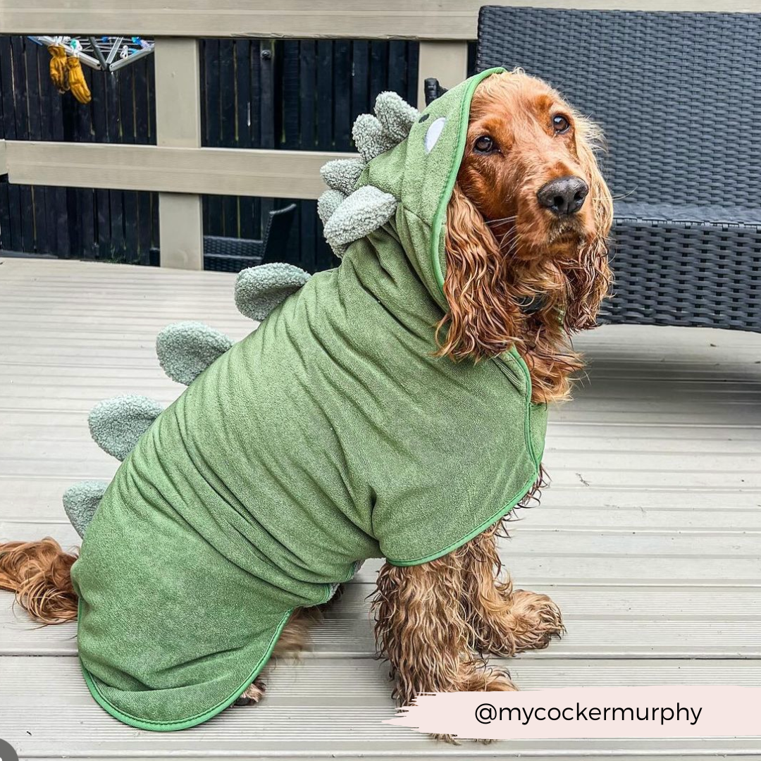 A Cocker Spaniel dog wearing a cozy PRE-ORDER Dinopup Drying Robe, designed by Cocopup London, with soft spikes running down its back and secured by Velcro patches, sits on a wooden deck. The dog gazes calmly at the camera with a slightly tilted head. The Instagram handle @mycockermurphy is displayed at the bottom.