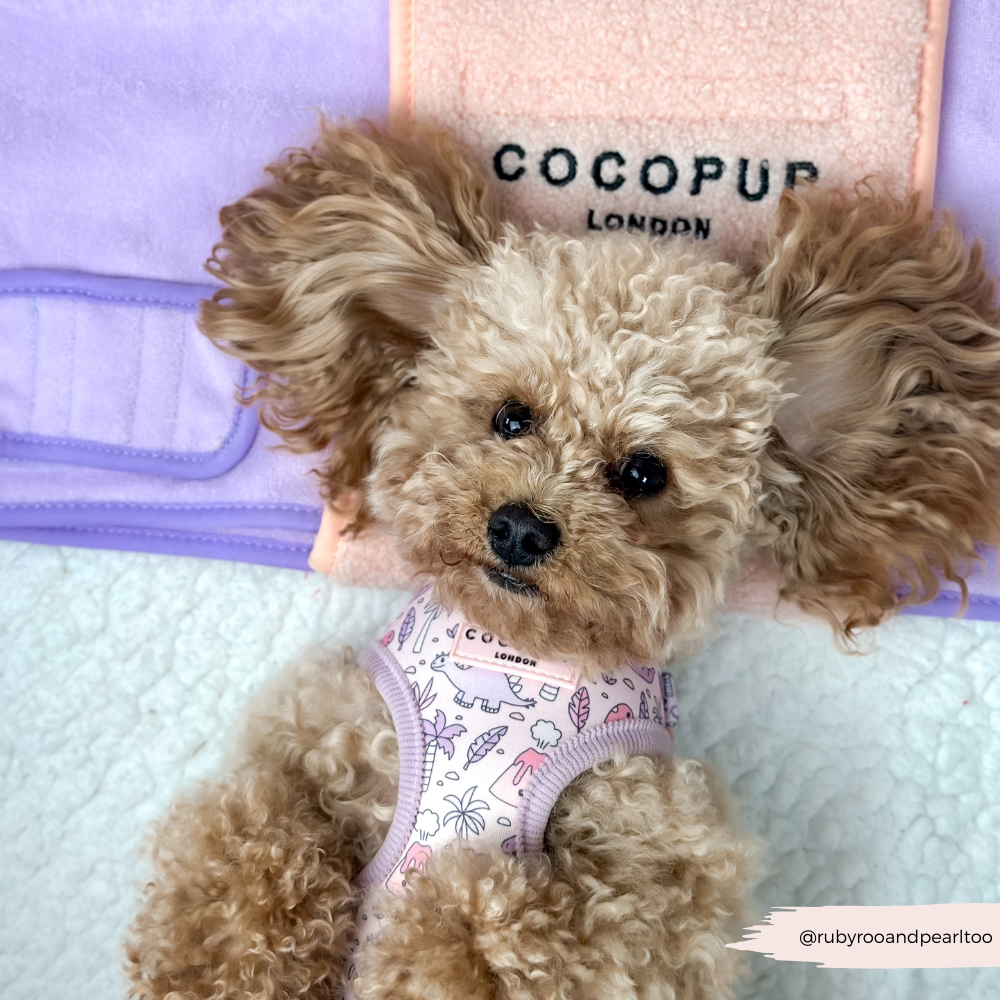 Princess Dino Adjustable Neck HARNESS