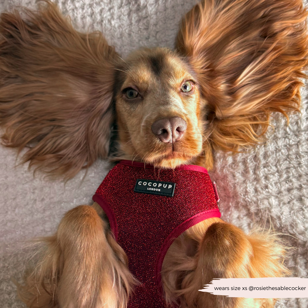 Limited Edition Burgundy Sparkle Pup Adjustable Neck Harness, Lead & Collar Bundle