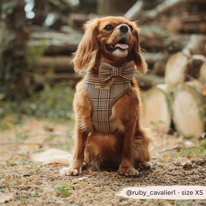 Pup Plaid Adjustable Neck Harness, Lead & Collar Bundle