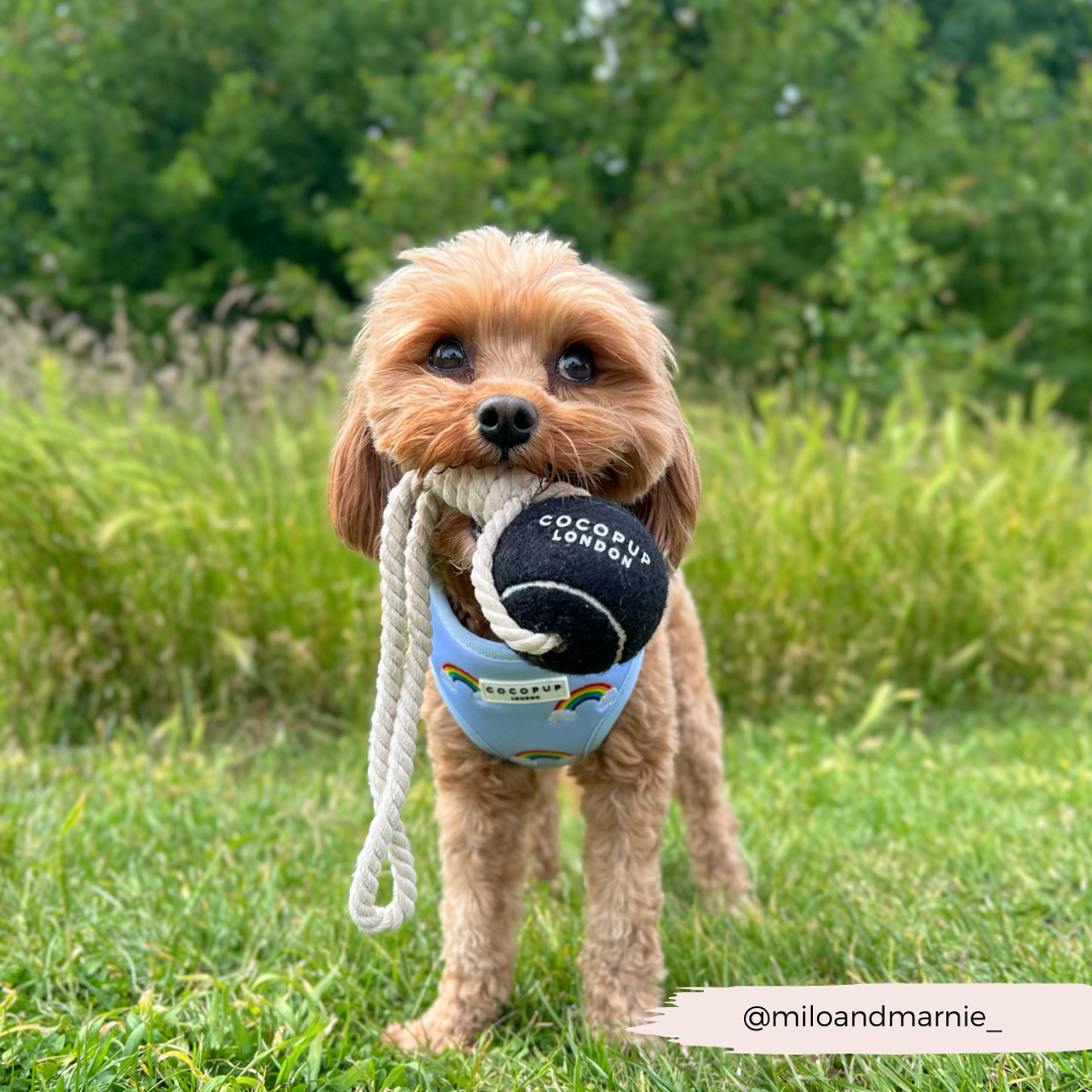 Tennis Ball Rope Toy - Midnight Black