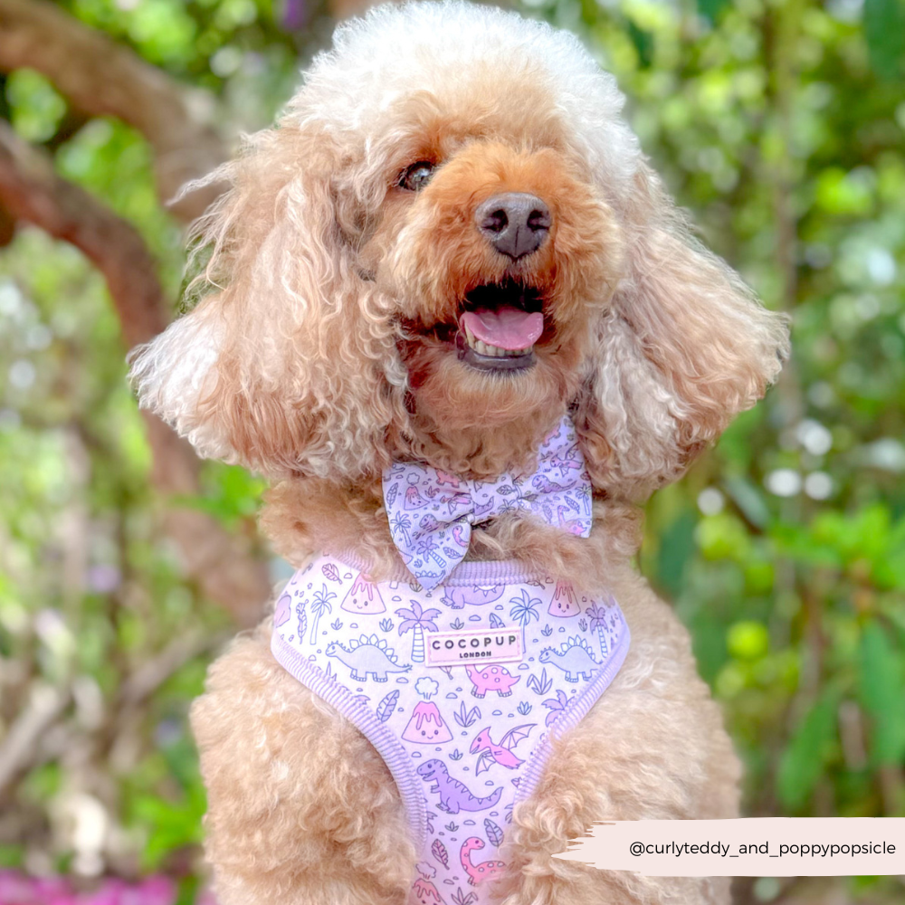 Princess Dino Adjustable Neck HARNESS