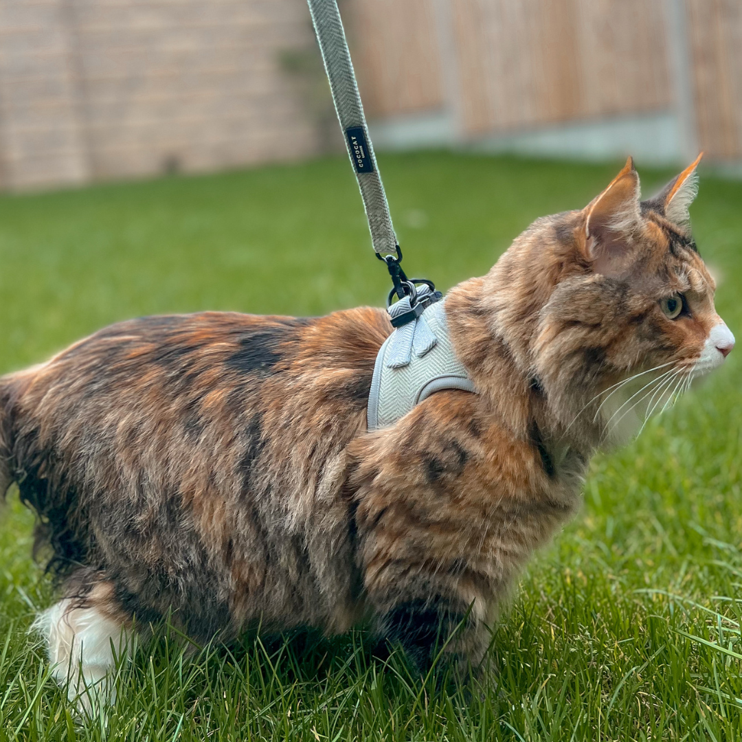 Cat Harness - Sage Tweed