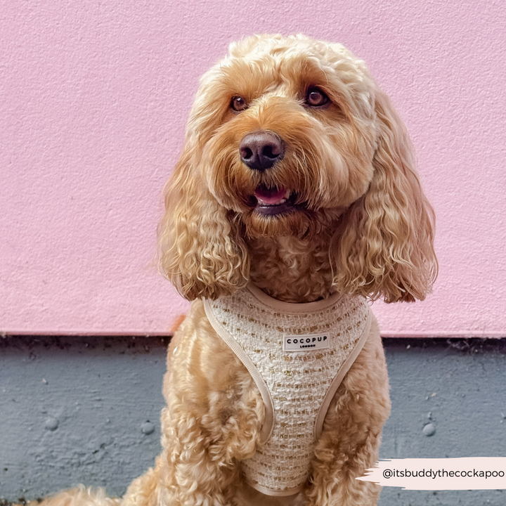 Vanilla Textured Tweed Adjustable Neck HARNESS