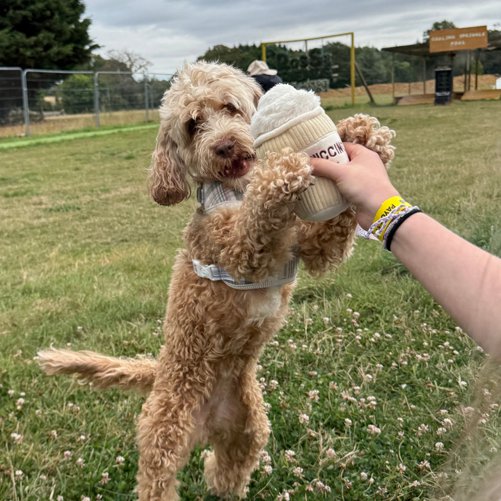 Puppuccino Dog Toy