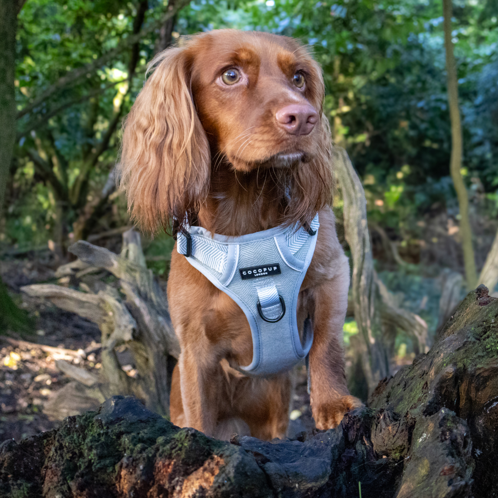 Explore Harness - Sage Tweed