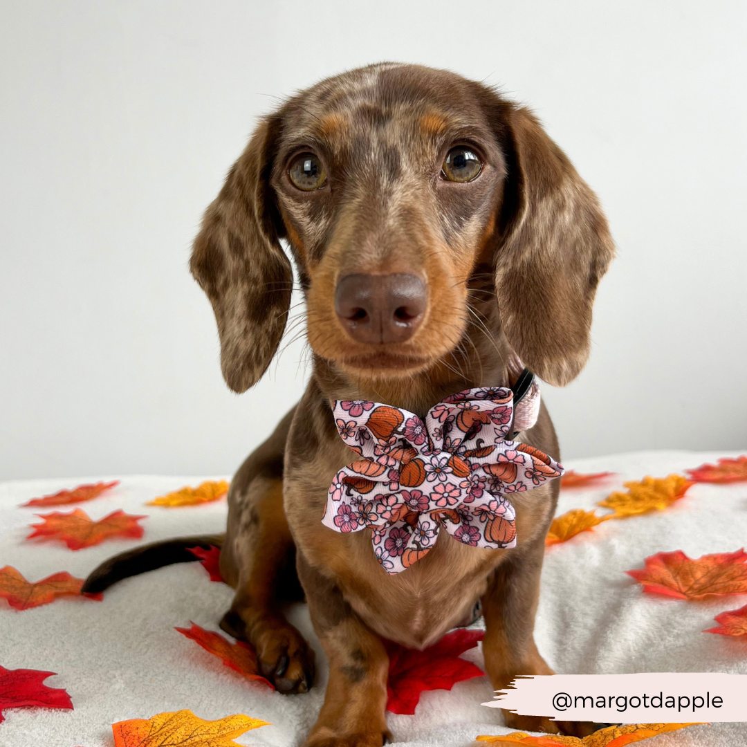 Pupkin Meadow Collar Flower