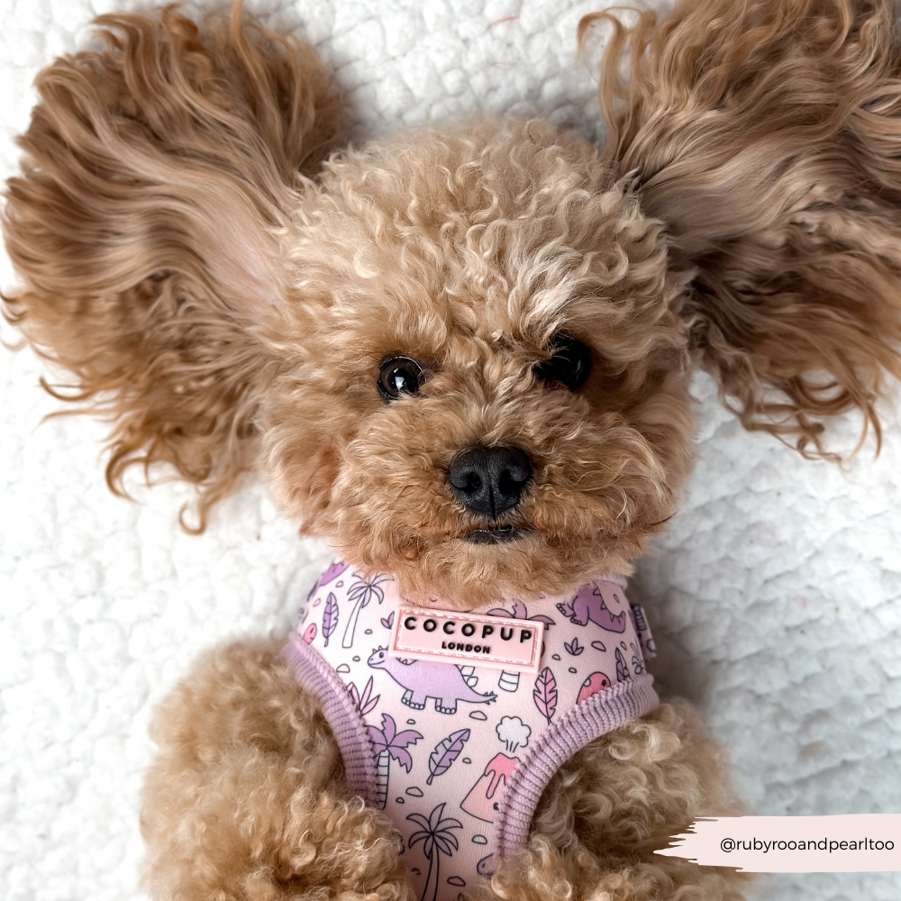 Princess Dino Adjustable Neck HARNESS