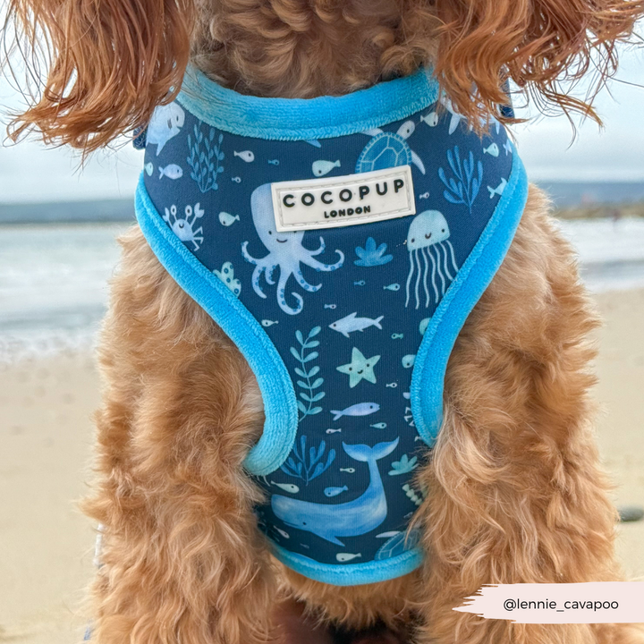 Sea Life Pawty Adjustable Neck Harness, Lead & Collar Bundle