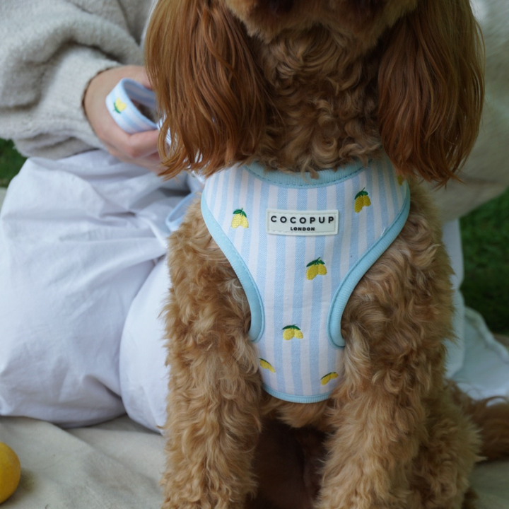Living La Vida Lemon Adjustable Neck HARNESS