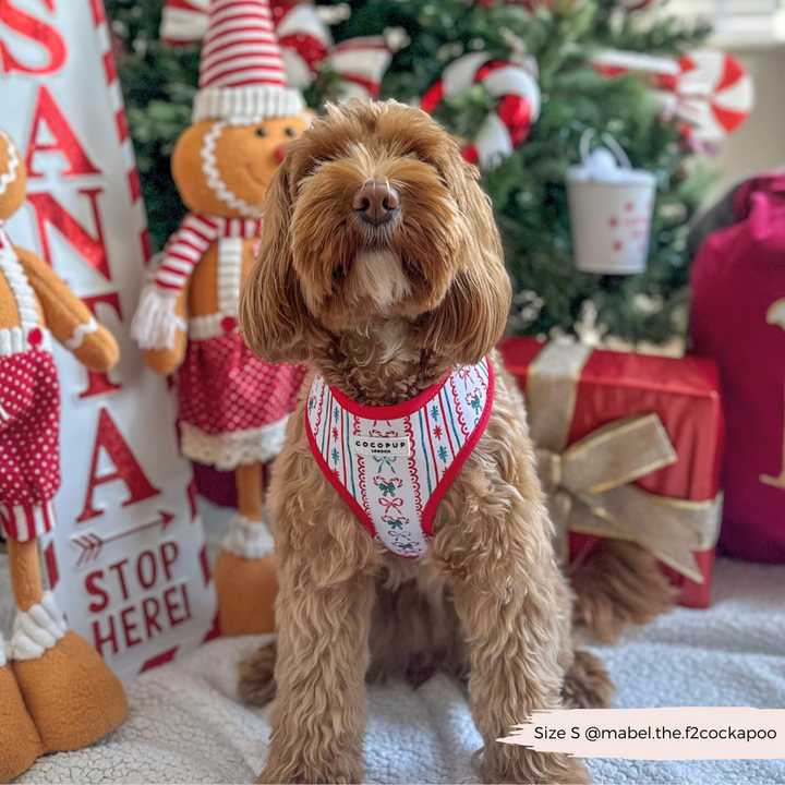 Let it Bow Adjustable Neck Harness, Lead & Collar Bundle