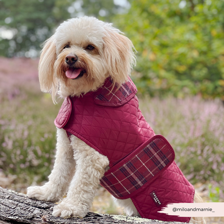Quilted Dog Coat - Mulberry Plaid
