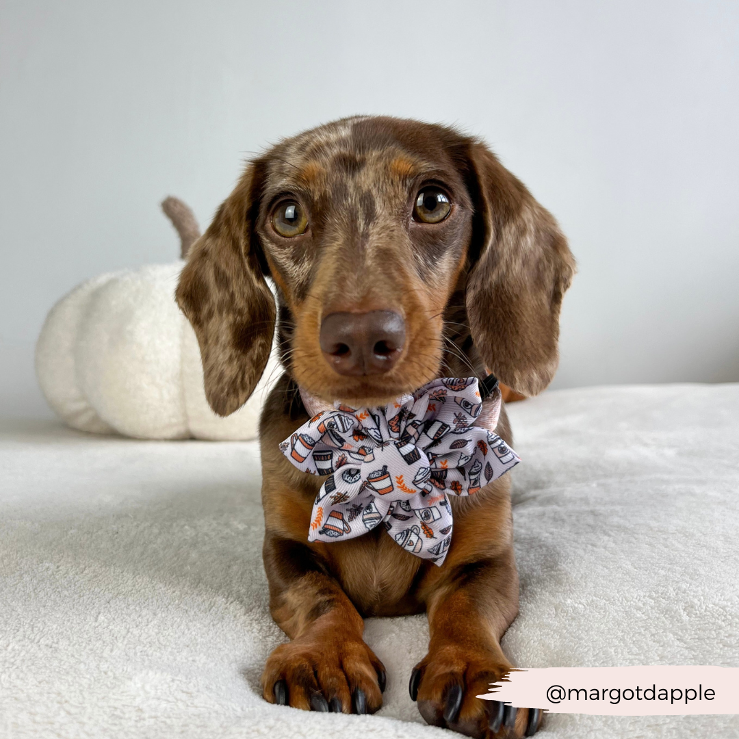 Autumn Puppuccino Collar Flower