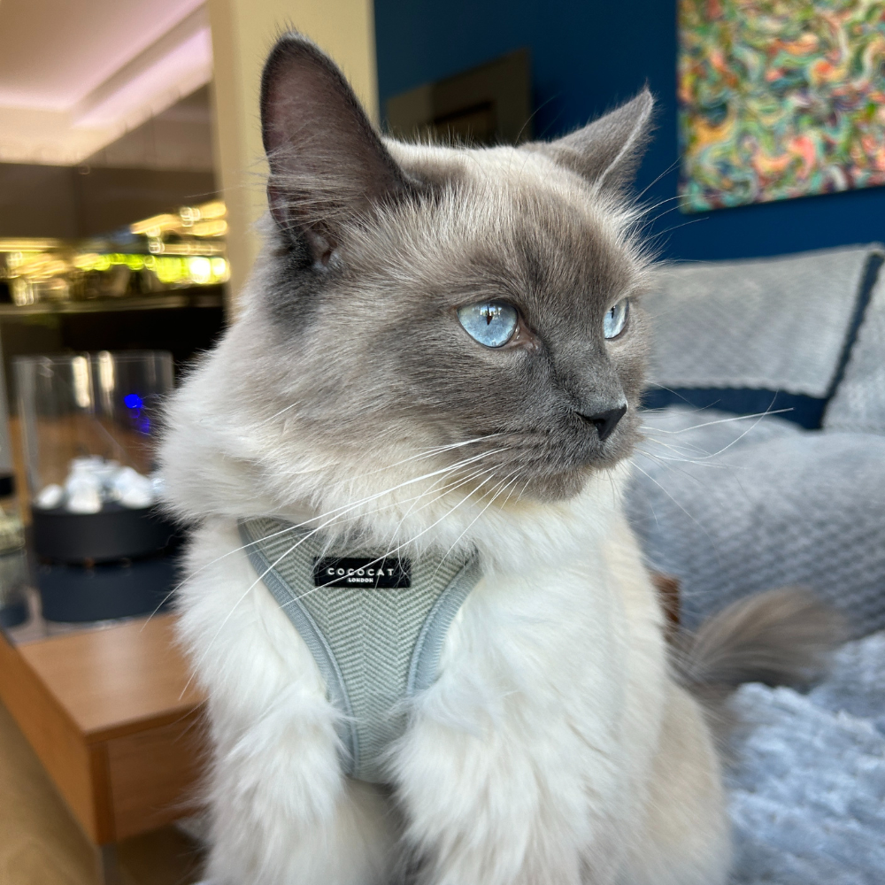 Cat Harness - Sage Tweed