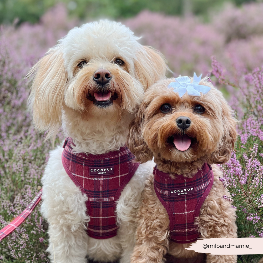 Mulberry Plaid Adjustable Neck HARNESS