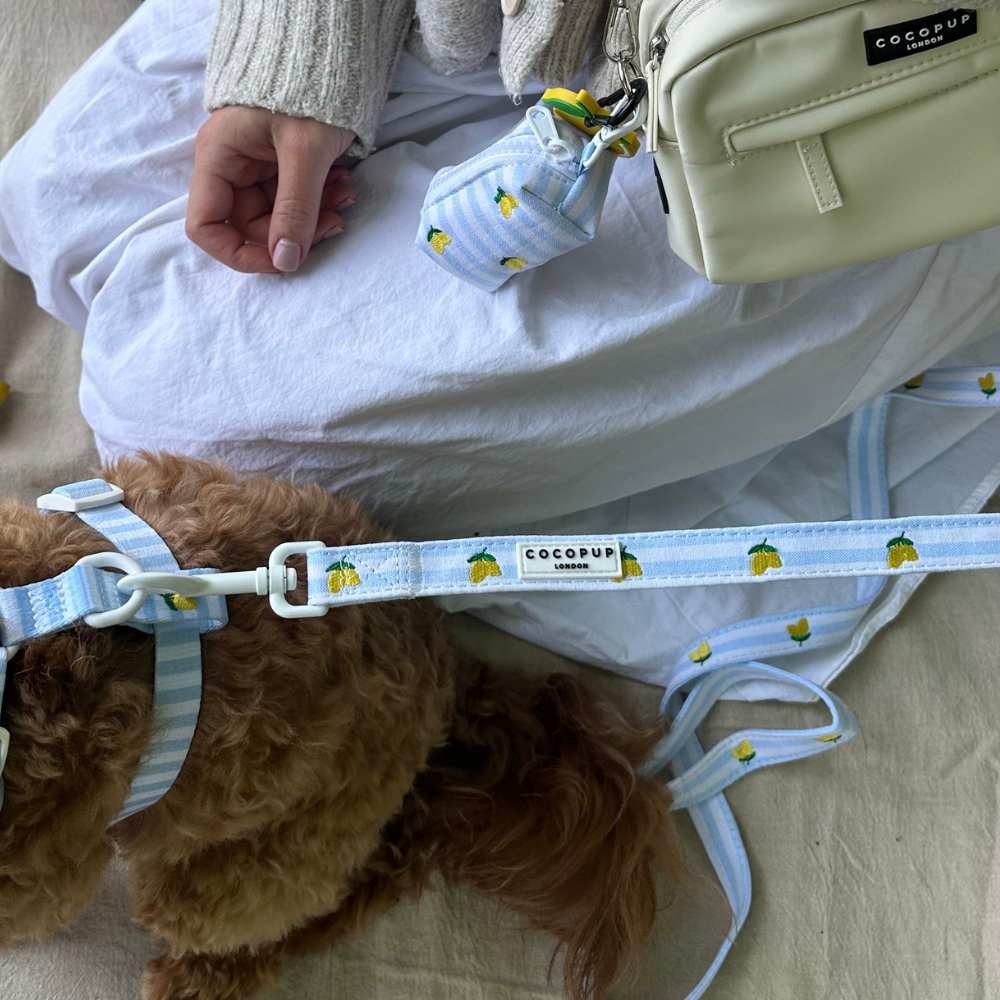 Living La Vida Lemon Lead