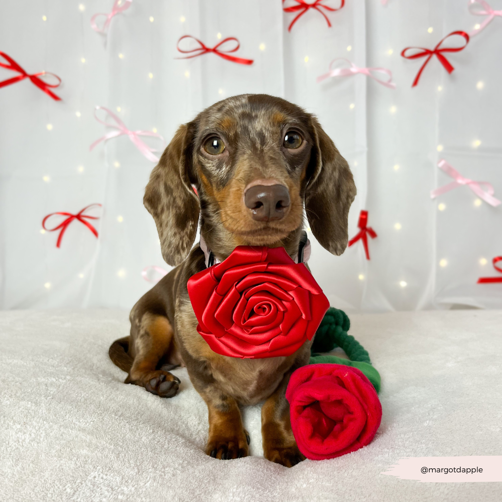 Red Rose Collar Flower