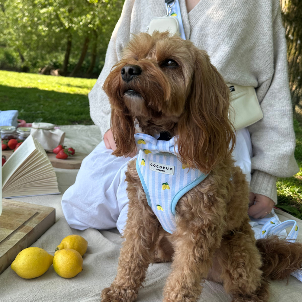 Living La Vida Lemon Bow Tie