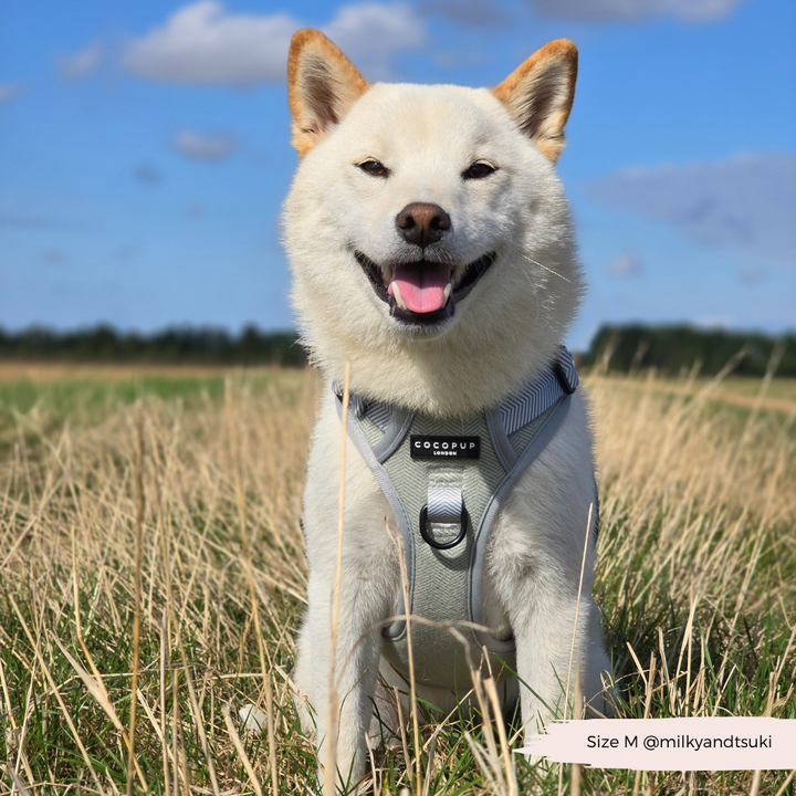 Explore Harness - Sage Tweed