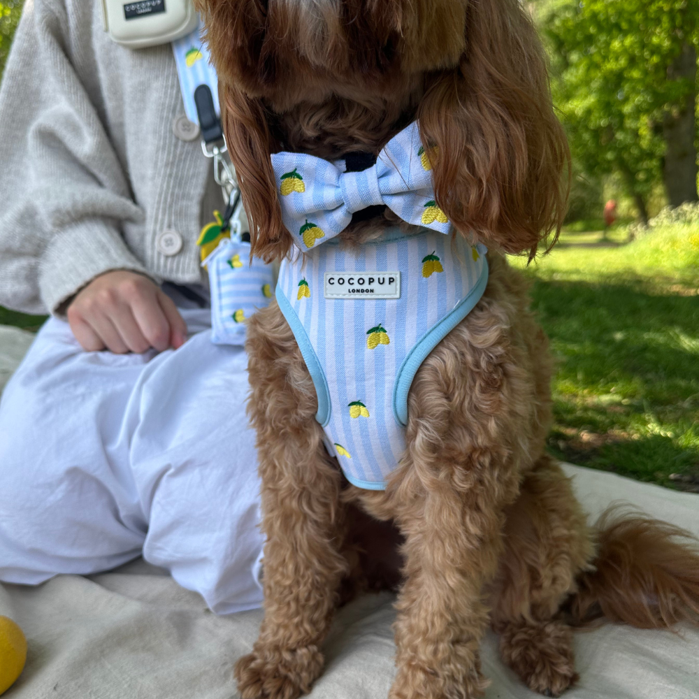 Living La Vida Lemon Bow Tie