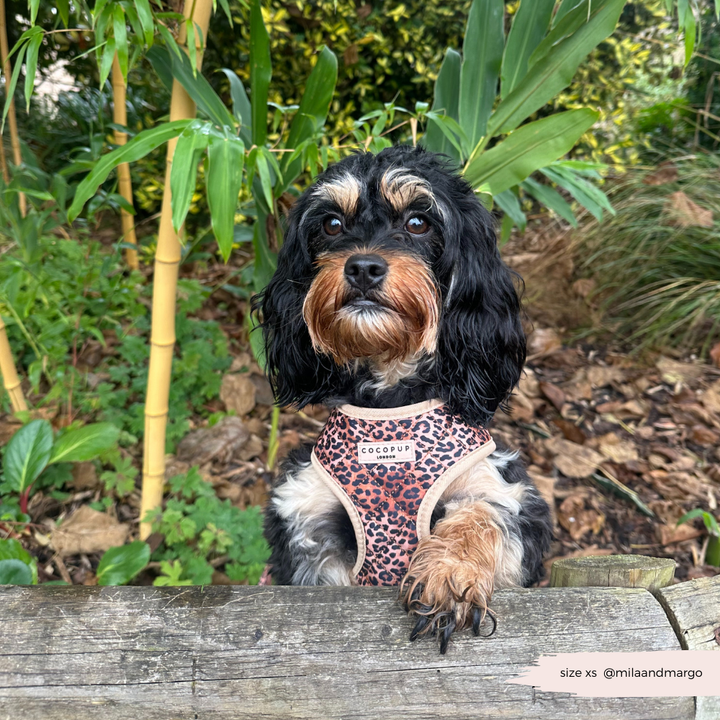 Quilted Leopard Pup Adjustable Neck Harness