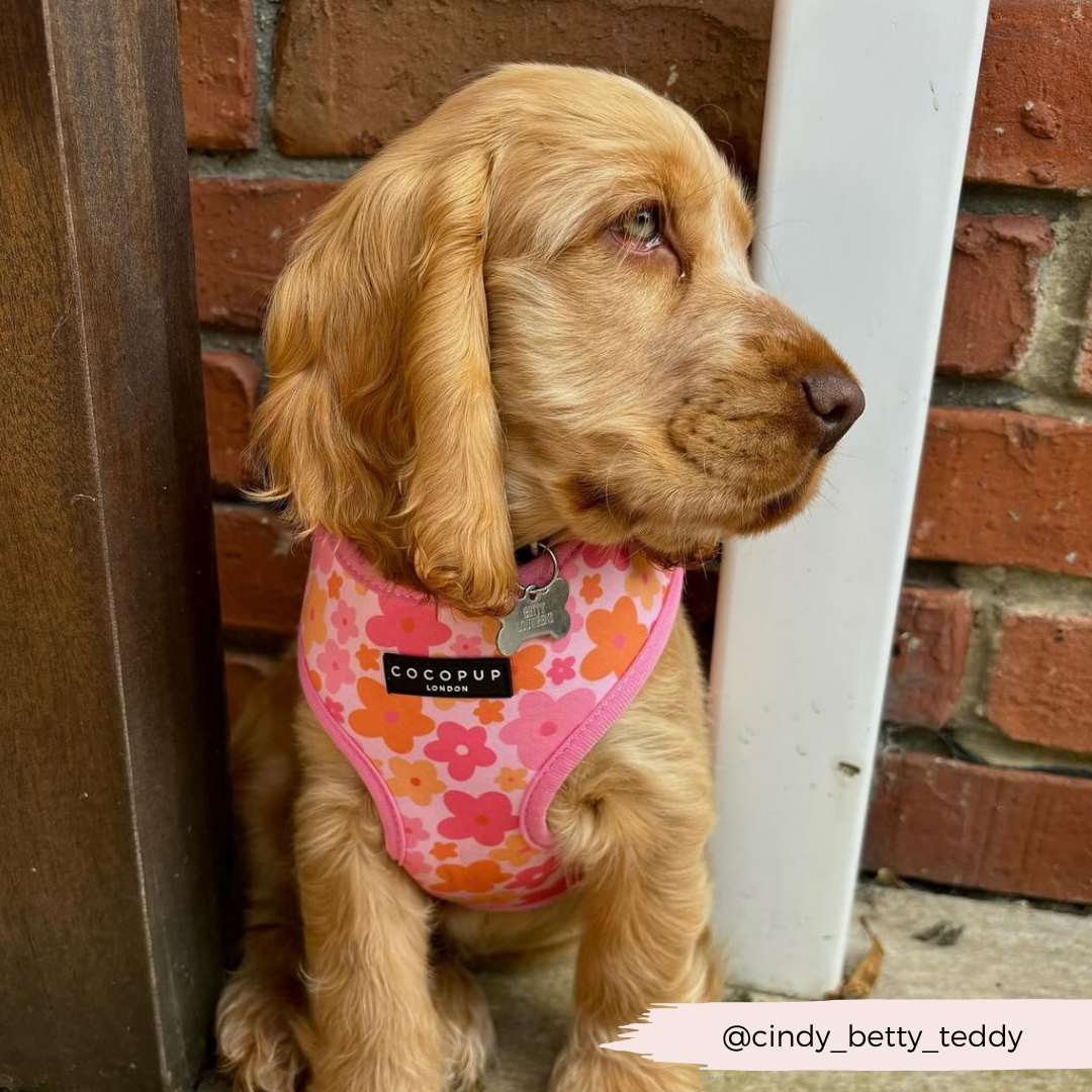 Summer Bloom Adjustable Neck Harness, Lead & Collar Bundle