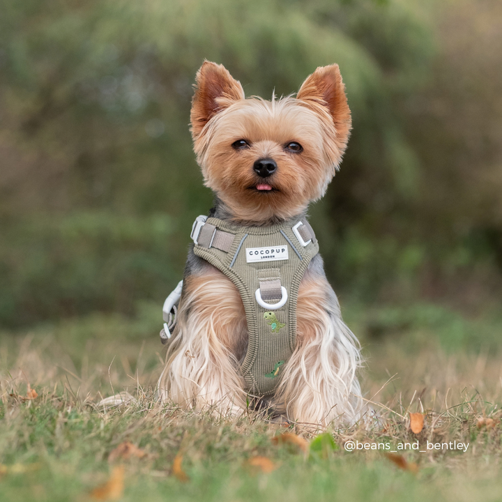 Explore Harness - Dino Doodles