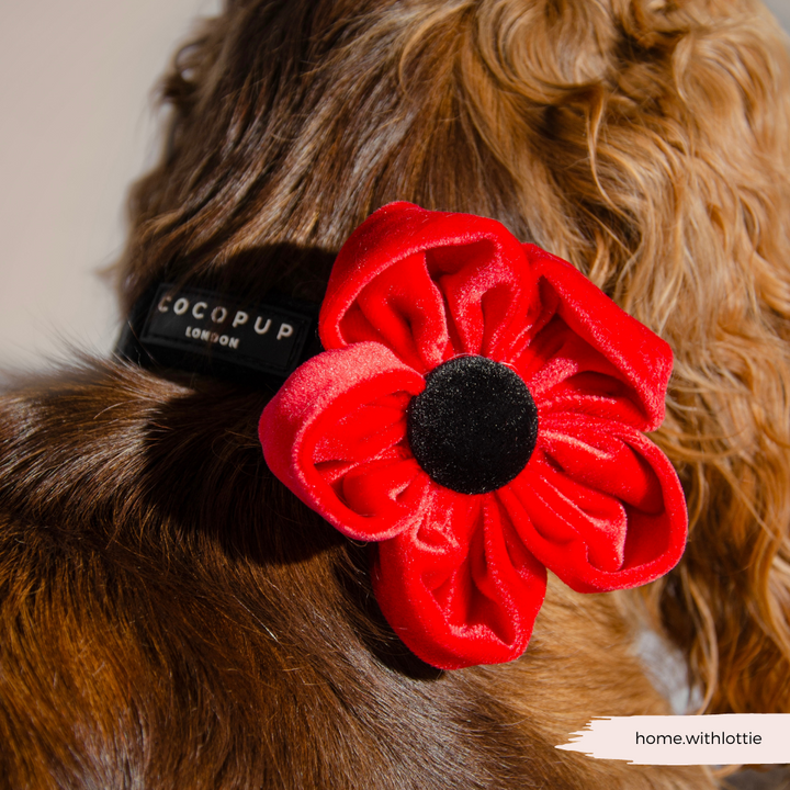 Poppy Collar Flower