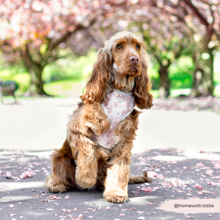 Pearly Pup Adjustable Neck HARNESS