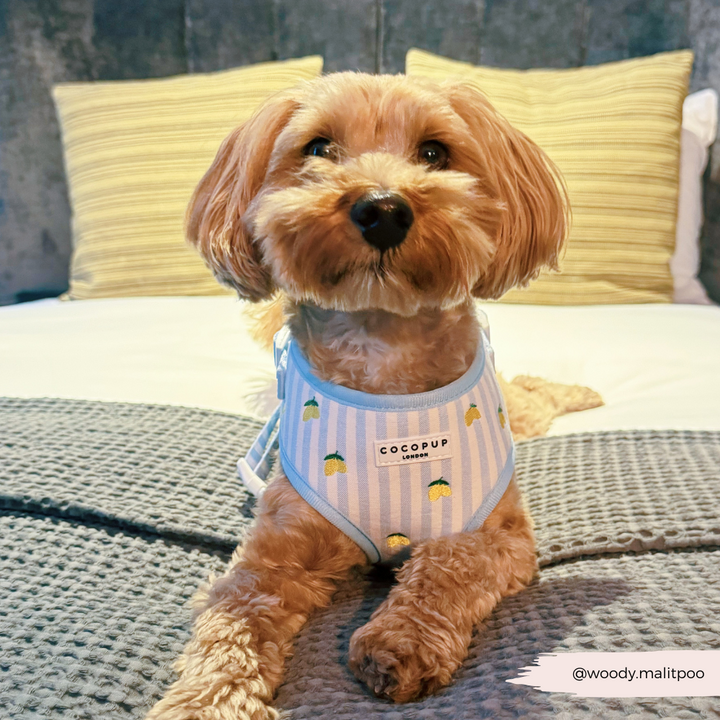 Living La Vida Lemon Adjustable Neck HARNESS