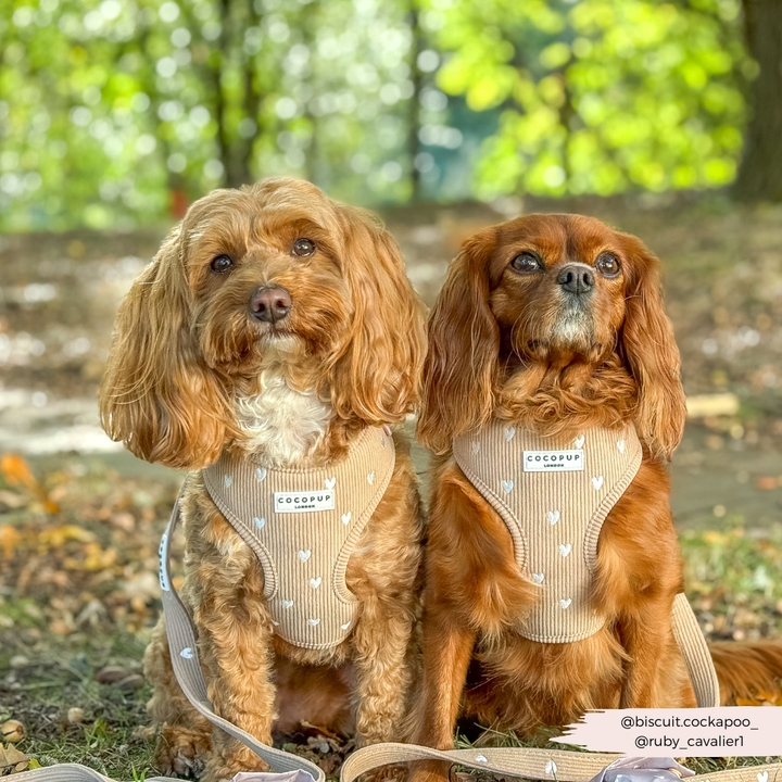 Chai Hearts Adjustable Neck HARNESS