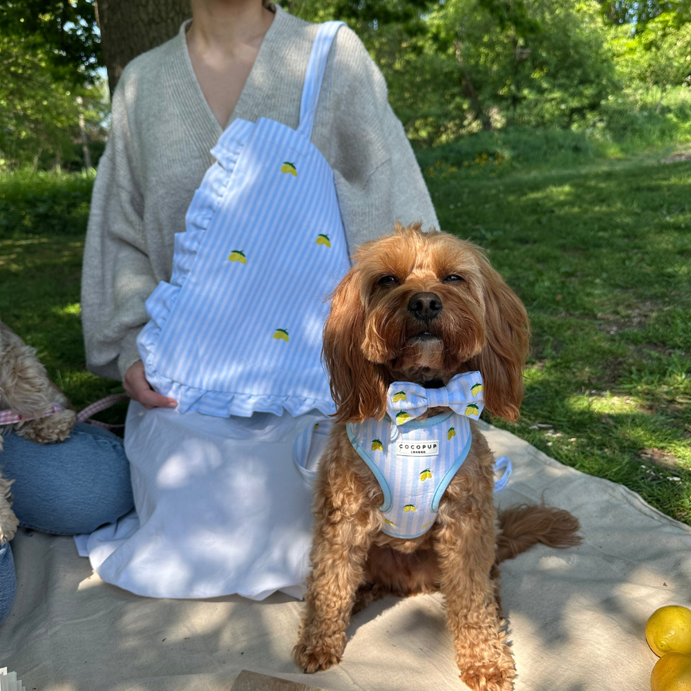 Living La Vida Lemon Bow Tie