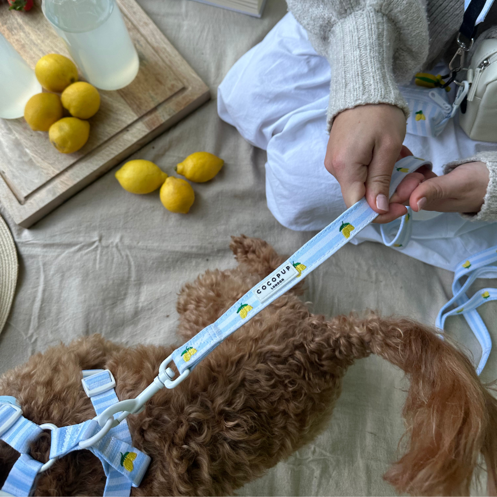 Living La Vida Lemon Lead