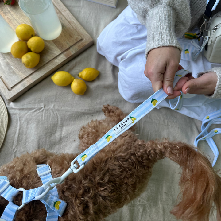 Living La Vida Lemon Lead