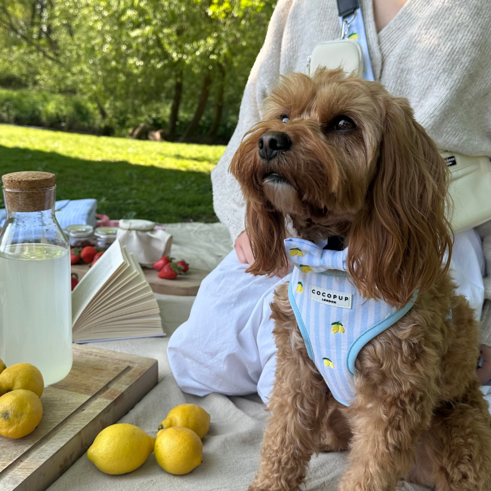 Living La Vida Lemon Adjustable Neck HARNESS