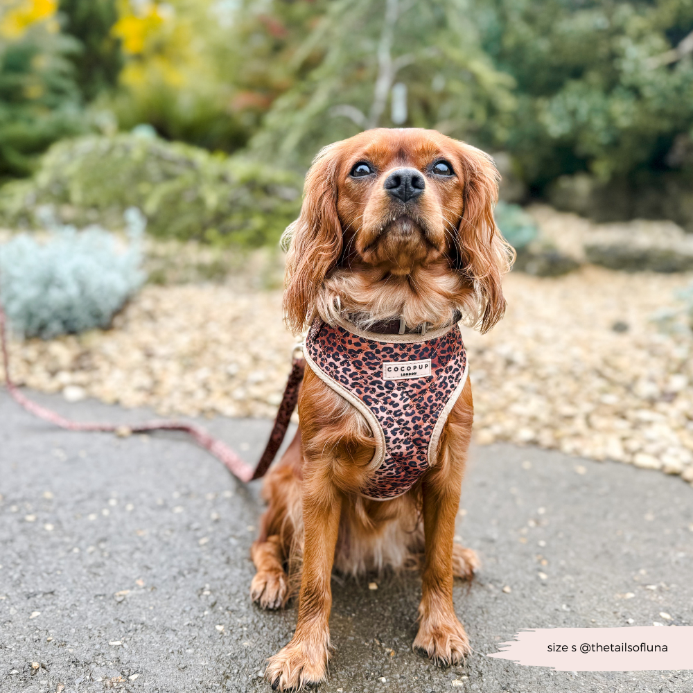 Quilted Leopard Pup Adjustable Neck Harness