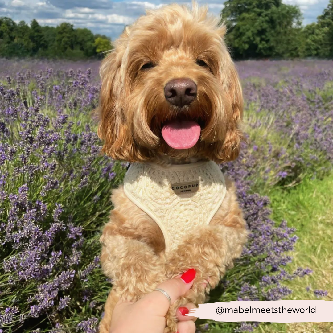 Festival Crochet Adjustable Neck Harness