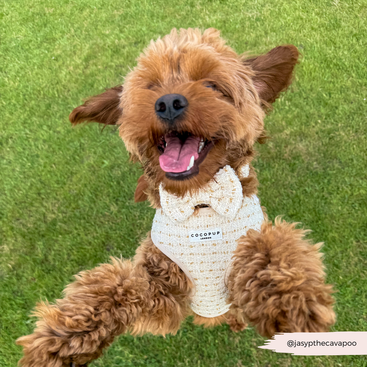 Vanilla Textured Tweed Adjustable Neck HARNESS