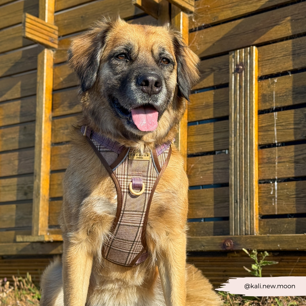 Explore Harness - Pup Plaid